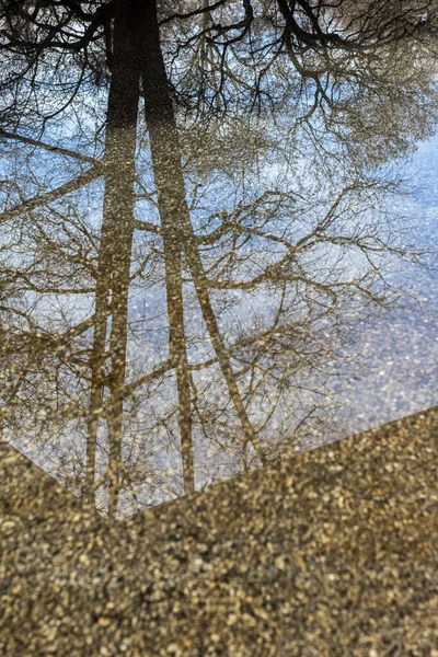 Отражение Ветвей Деревьев Месте Воды Пешеходной Зоне Улицы — стоковое фото