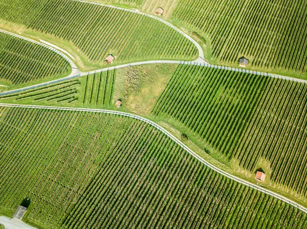 ツール小屋と夏の時間にブドウ畑の空中ドローン画像 — ストック写真