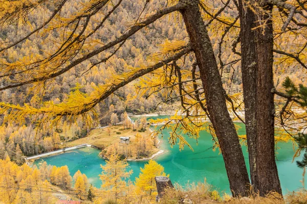 瑞士Grisons州Piz Palu冰川下的Palu湖 五彩缤纷的秋日里 整个山谷长满了落叶松 — 图库照片