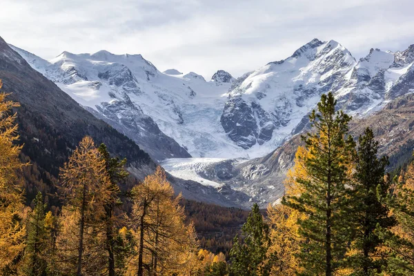 Glaciar Morteratsch Árboles Alerce Otoño Primer Plano Con Pico Bernina —  Fotos de Stock