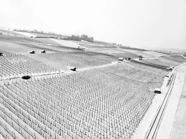 Kebun Anggur Bawah Salju Dengan Alat Rumah Musim Dingin — Stok Foto