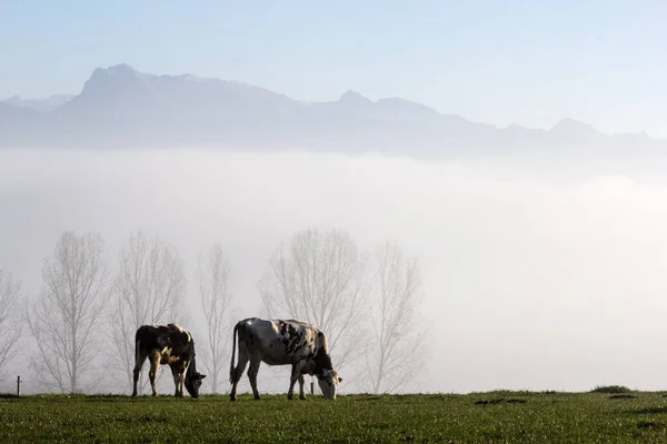 Nevoeiro Típico Prevalecente Persistente Outono Início Temporada Inverno Região Dos — Fotografia de Stock