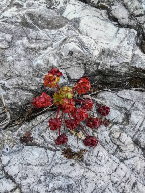 Beyaz bir kayanın çatlağından çıkan küçük kırmızı bitki. Sert bir çevrede güçlü yaşam direnci.