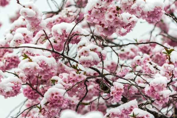 Giovani Fiori Ciliegio Vengono Attaccati Dalla Neve All Inizio Della — Foto Stock