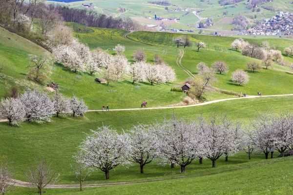 瑞士村庄Fricktal山谷 花园盛开 春天的时候 山上开满了盛开的樱桃树 — 图库照片