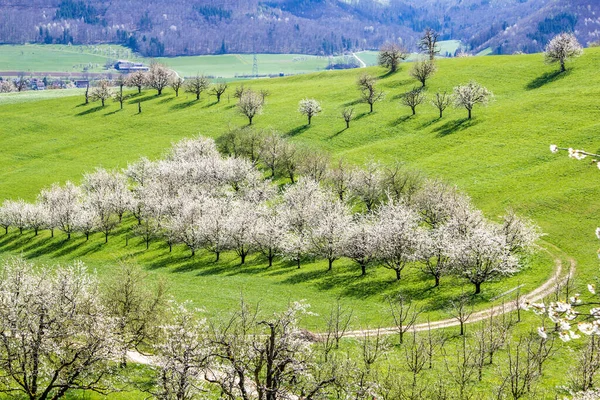 Schweizer Dorf Fricktal Mit Blühendem Obstgarten Und Blühenden Kirschbäumen Über — Stockfoto