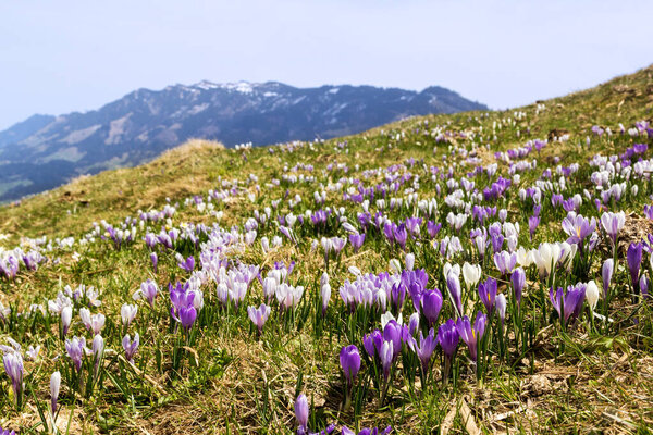 Purple and white Crocus alpine flowers blooming on spring on Alps mountain