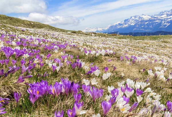 早春背景为雪山的阿尔卑斯山上的野生番红花 聚焦堆叠图像 — 图库照片