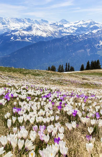 Den Majestätiska Alperna Triumvirat Eiger Moench Och Jungfrau Stiger Imponerande — Stockfoto