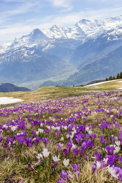 İlkbaharın başında arka planda kar dağı olan Alplerdeki kır kır kır çiçekleri - elle odaklanma ve istifleme