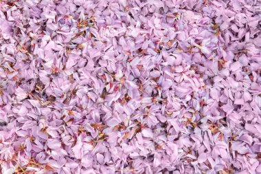 Full frame of background made of fallen pink cherry petals