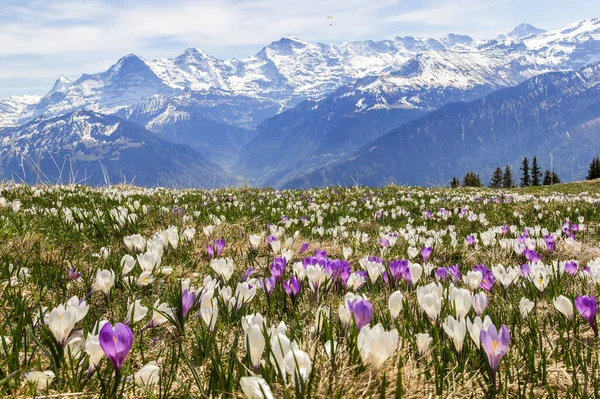 Wild Krokus Blommor Alperna Med Snö Berg Bakgrunden Början Våren — Stockfoto
