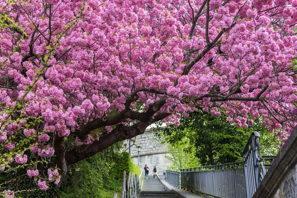 Obrovská Stará Růžová Třešeň Plném Rozkvětu Nad Kamenným Schodištěm Schaffhausenovu — Stock fotografie