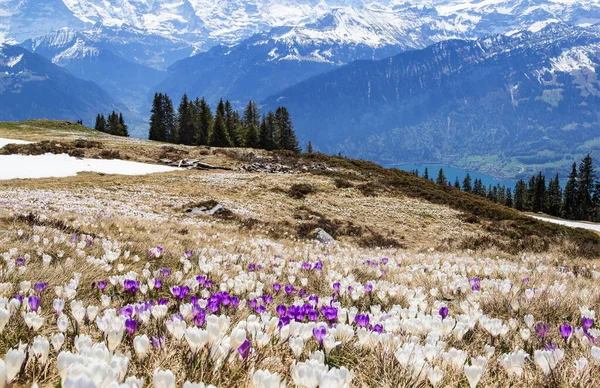 Flores Crocus Selvagens Nos Alpes Com Montanha Neve Fundo Início — Fotografia de Stock