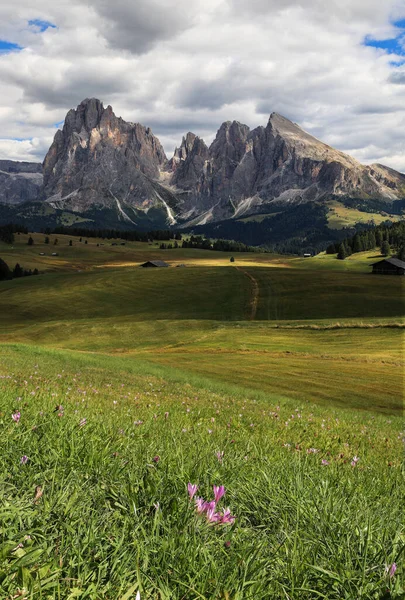 Dolomites Peaks Sassolungo Langkofel Seisler Alm Alpe Sisusi Autumnal Crocus — Zdjęcie stockowe