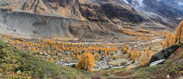 Panorama Des Fafleralp Tals Mit Gelbem Lärchenwald Den Grundmoränen Des — Stockfoto