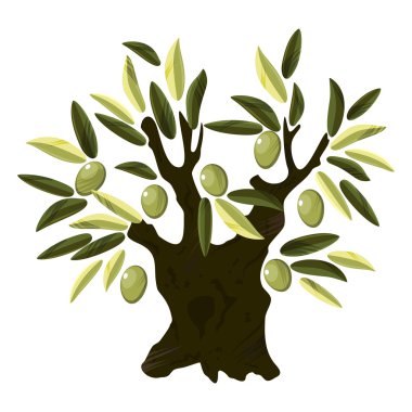 eski zeytin ağacı