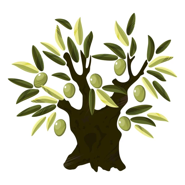 古いオリーブの木 — ストックベクタ