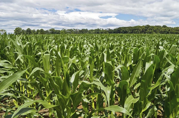 Ampia vista su Cornfield — Foto Stock