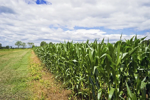 Zomer cornfield — Stockfoto