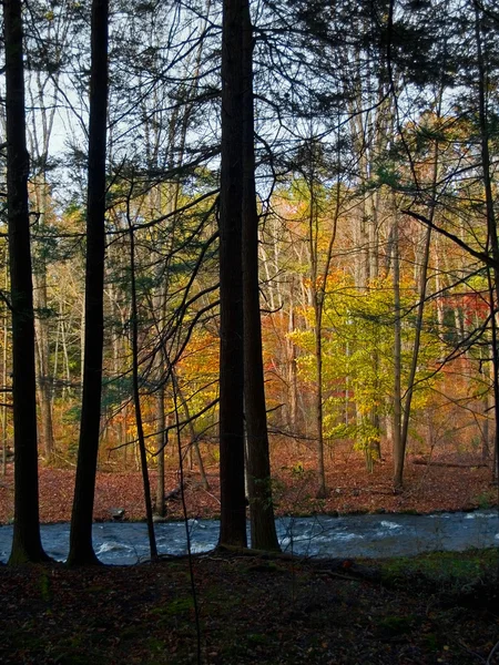 Tmavý a světlý les — Stock fotografie