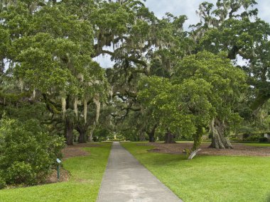 Dev oaks brookgreen gardens