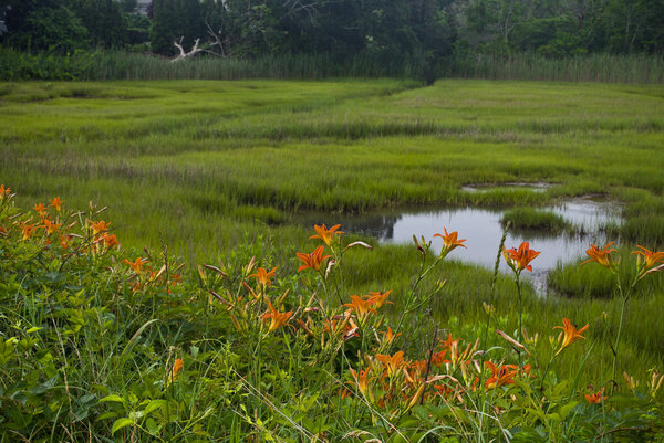 Tiger Lilies and Wetland