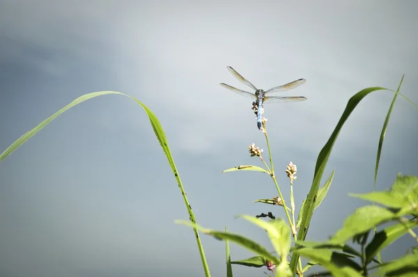 Libélula Azul claro — Fotografia de Stock