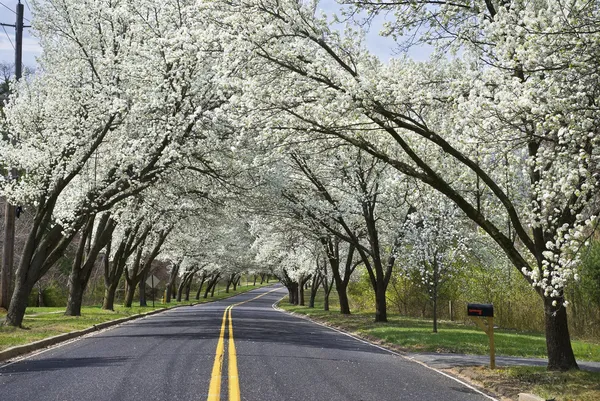Spring Road — Fotografie, imagine de stoc