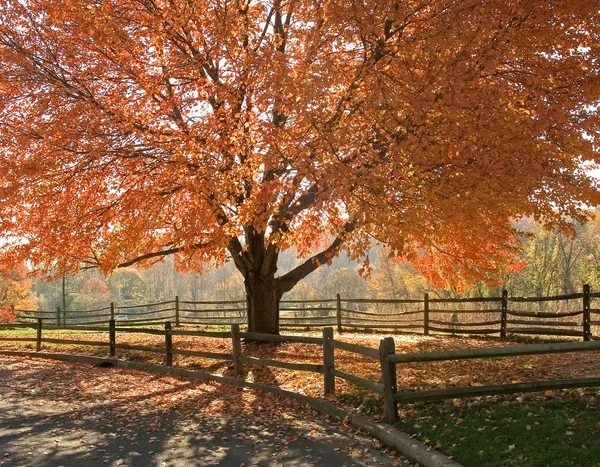 Gloria de otoño — Foto de Stock