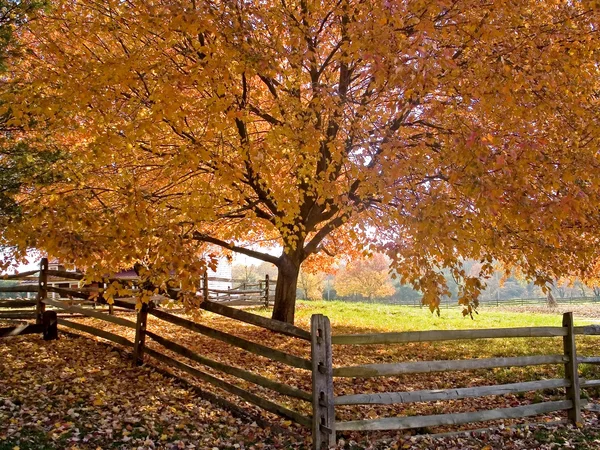 Sombra de otoño —  Fotos de Stock