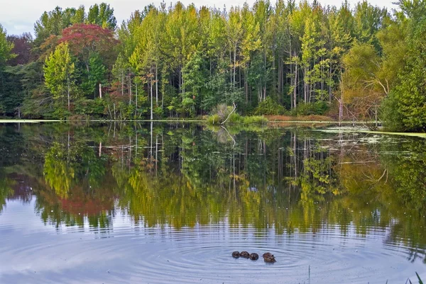 Podzimní rybník — Stock fotografie