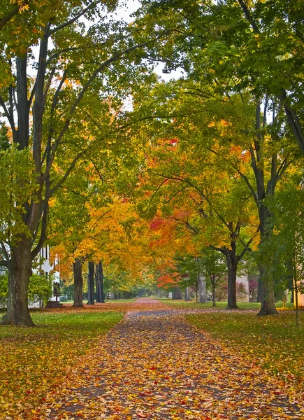 Voie de l'automne — Photo