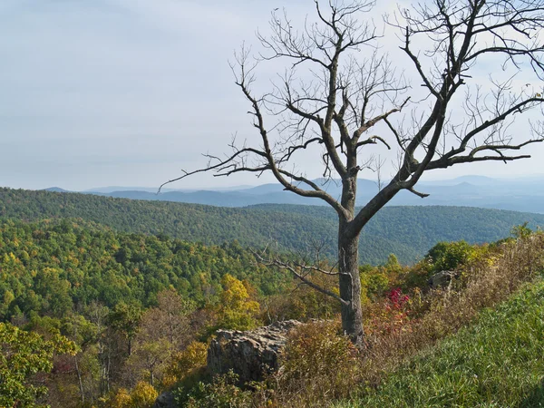 Tree Top Shenandoah — Stock Photo, Image