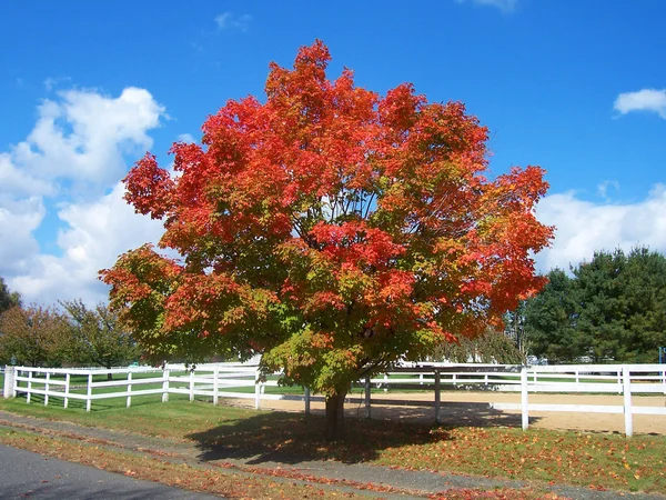 Arbre d'automne — Photo