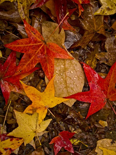Blätter im Regen — Stockfoto