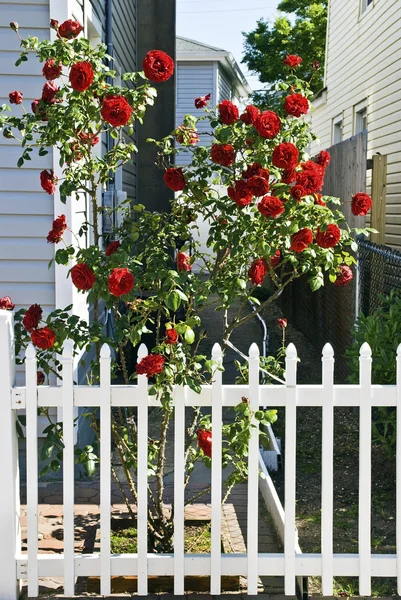 Rote Rosen und Lattenzaun — Stockfoto