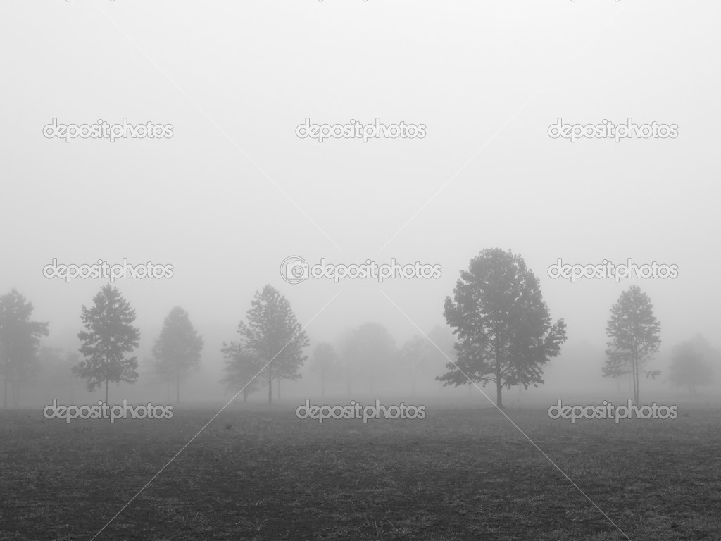 Foggy Field B&W