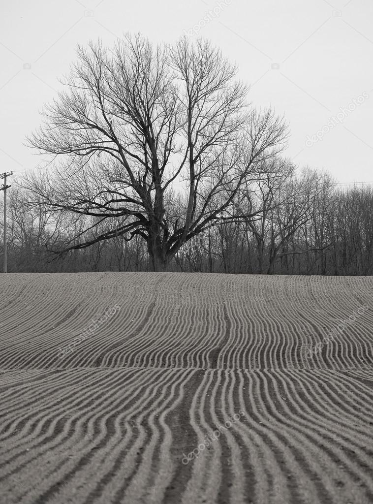 Field and Tree