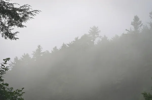 Misty Woods Background — Stock Photo, Image