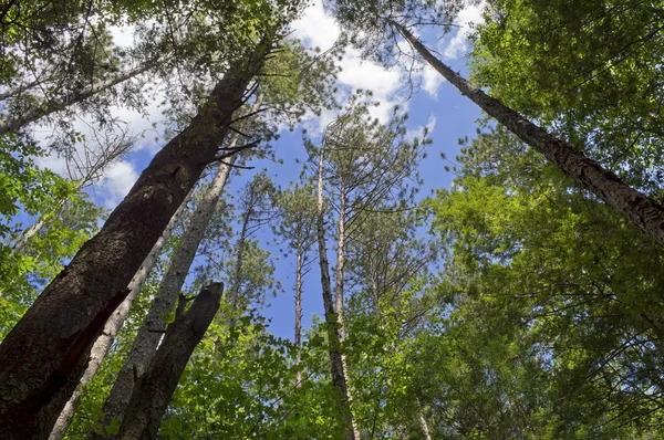 Skog som tittar upp — Stockfoto