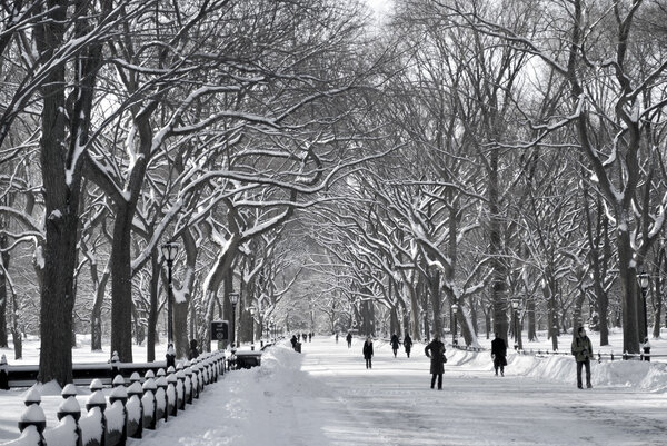 NY JANUARY 11 2011: The Mall in Central Park after a freshly fallen snow in classic black and white.