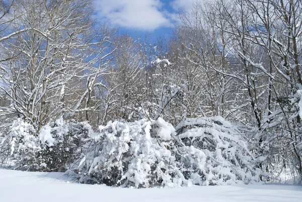 Snow Day — Stock Photo, Image