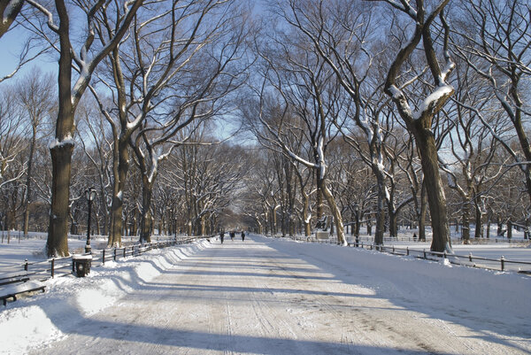 Snow covered overhanging trees on The Mall in Central Park during the Winer.