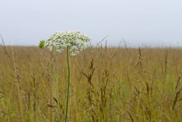 Fleurs sauvages dans le champ — Photo