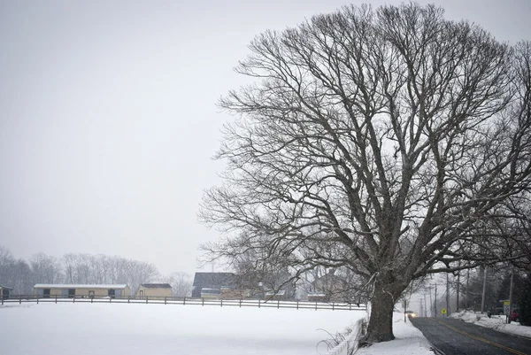 Carretera árbol de invierno — Foto de Stock