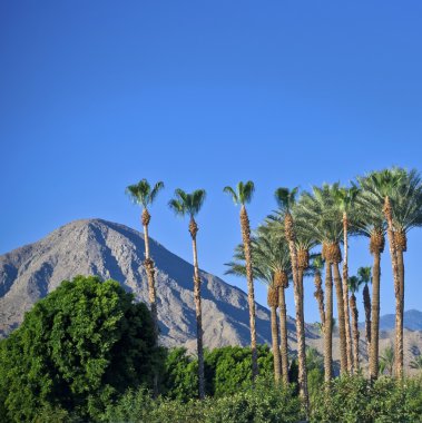 Palm Springs View clipart