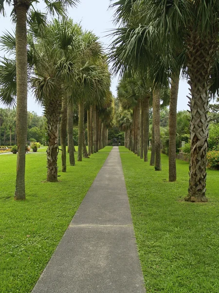 Palm Trees — Stock Photo, Image