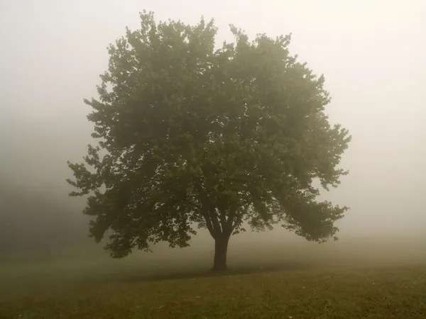 Mgliste rano drzewa — Zdjęcie stockowe