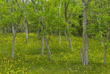 kır çiçekleri ve orman